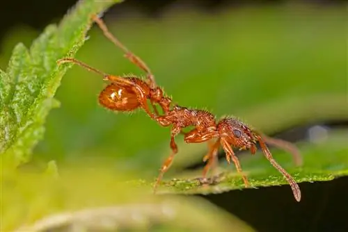 Do home remedies help against red ants in the garden?