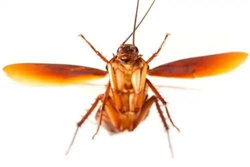 Can cockroaches fly? Facts you should know