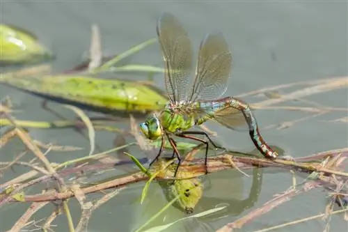 ক্যান-স্টিং-ড্রাগনফ্লাইস