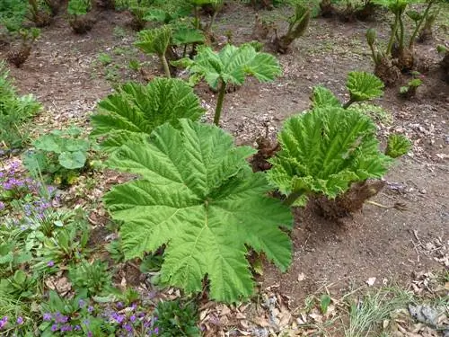 Mammoetbladeren planten: tips voor locatie, bodem en groei