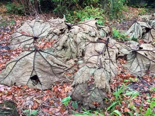 Folhas de mamute durante o inverno: é assim que você protege a planta adequadamente