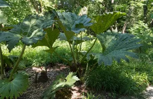 cura delle foglie gigantesche