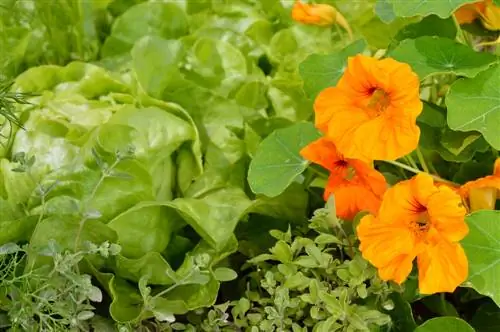 Mga nasturtium sa taniman ng gulay: mga tip para sa paglilinang at pangangalaga