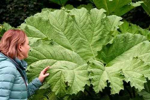 Mammutblad: giftigt eller ofarligt för djur och människor?