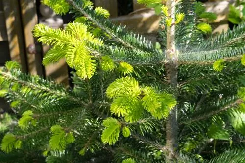 nordmann fir topiary