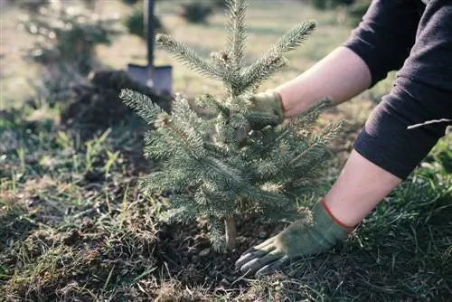 Planting Nordmann fir: choosing a location, process and tips