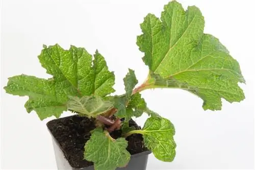 mammoth leaf-in-the-bucket