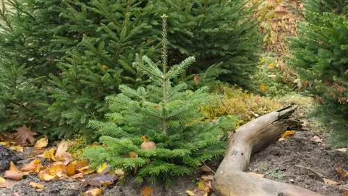 roczny wzrost jodły Nordmanna