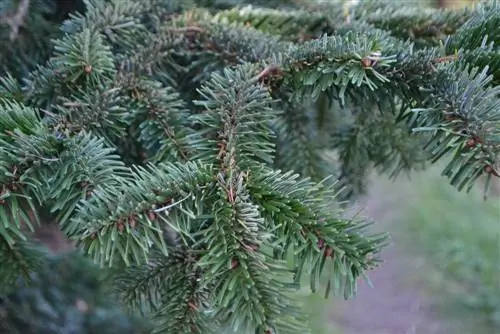 Nordmann fir: Why do the needles turn brown?