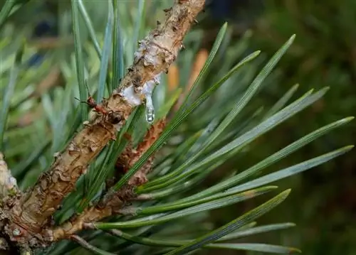 Vši na jedle Nordmann: Čo robiť s napadnutím?