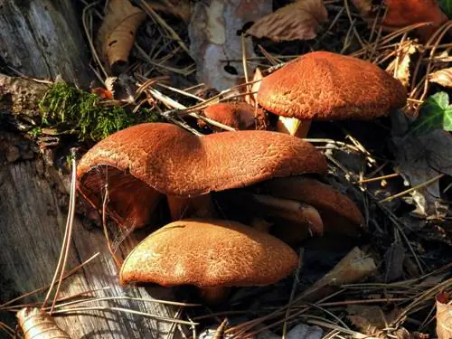 Nordmannova jelka: Najpogostejše bolezni in njihove rešitve