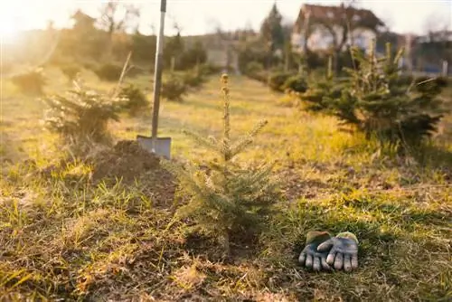 Nordmann-spar verplanten