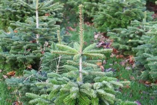 Nordmann fir too big? Shorten the tip correctly