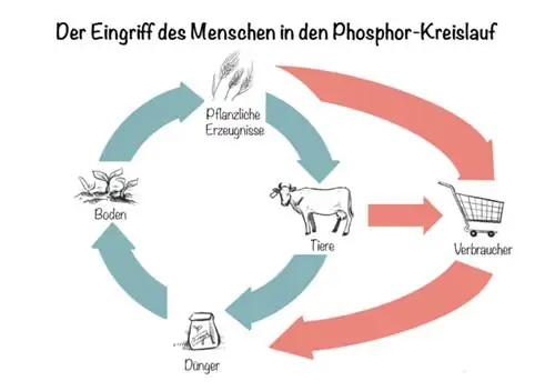 Fosfátové hnojivo: Ľudský zásah do cyklu fosforu
