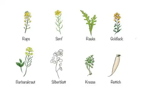 Knolwortel: diverse, vaak aangetaste planten