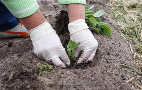 clubroot