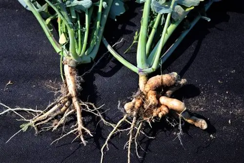 Clubroot - Herken, bestrijd en voorkom de schimmelziekte met succes