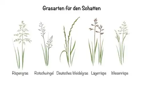 Schaduwgazon: Mogelijke grassoorten voor schaduw