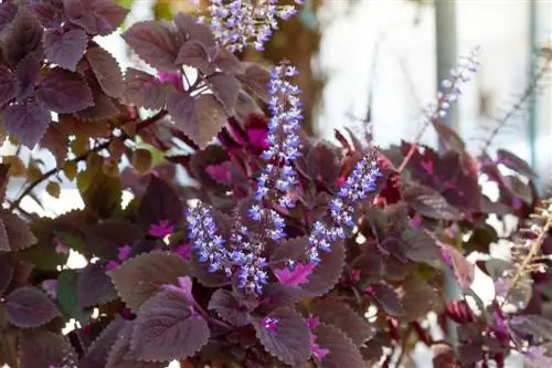 Coleus as 'n huisplant: versorging, sny en voortplanting