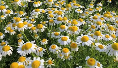 Chamomile profile: Everything you need to know about the medicinal plant