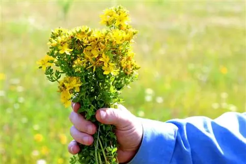 St. John's Wort: When and how to harvest and then use?