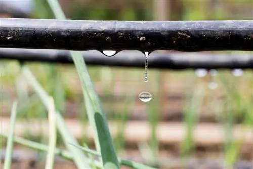 Regar las plantas correctamente: Consejos para tener plantas sanas