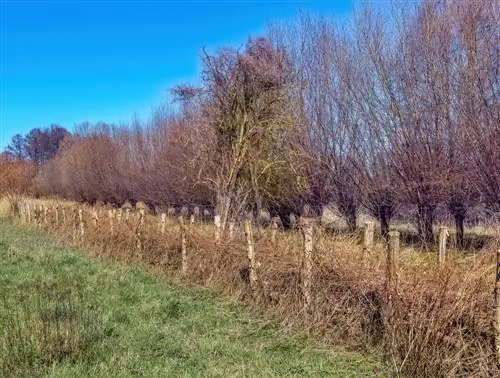 Živa meja iz mrtvega lesa na vrtu: življenjski prostor in ekološke koristi