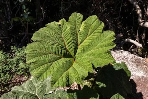 Mammoth Leaf Growth: Nakatutuwang Laki at Mga Tip sa Pangangalaga