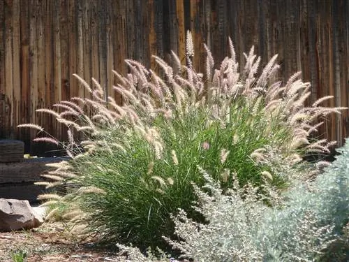 Pennisetum gräs läge