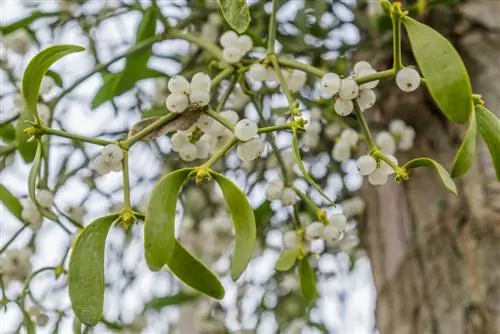 mistletoe berries