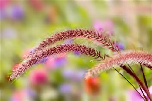 Verspreid Pennisetum-gras