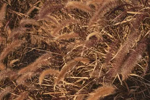 Iarba de Pennisetum s-a uscat