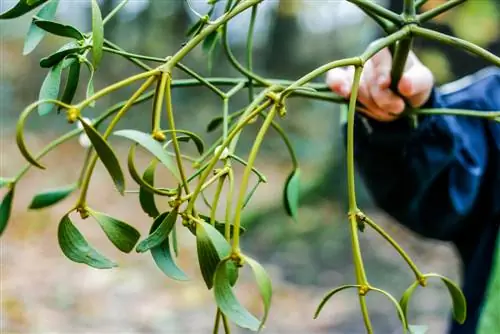 mistletoe-beracun