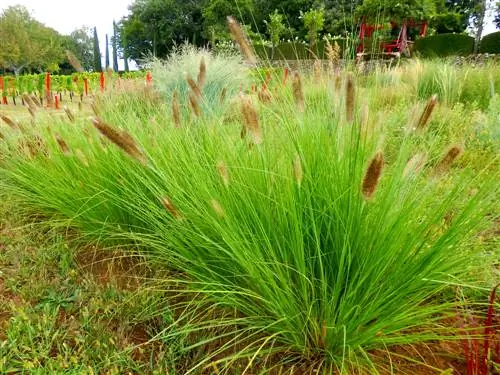 Pennisetum žolės dalys