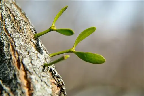 upang palaguin ang mistletoe