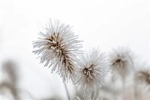 rød-pennisetum-gress-overvintring