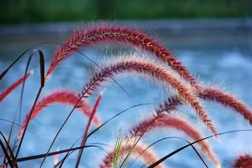 sarkans-pennisetum-zāle izturīgs