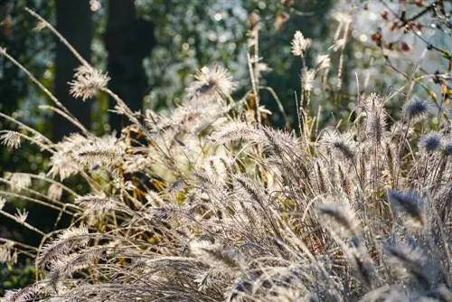 หญ้า Pennisetum อยู่เหนือฤดูหนาว