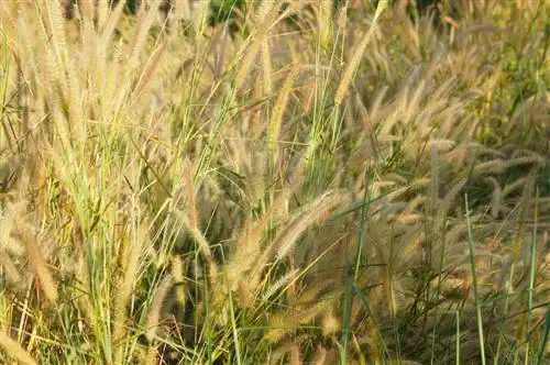 Pennisetum-grass-դեղինանում է