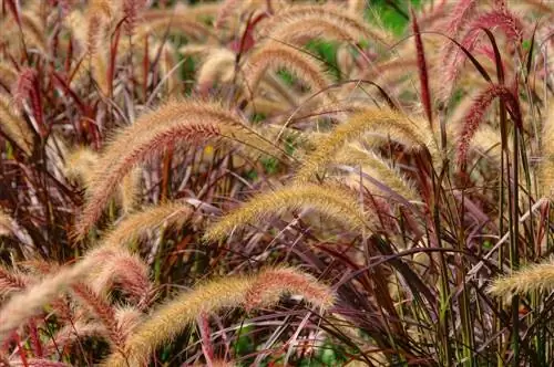 cura dell'erba rossa del pennisetum