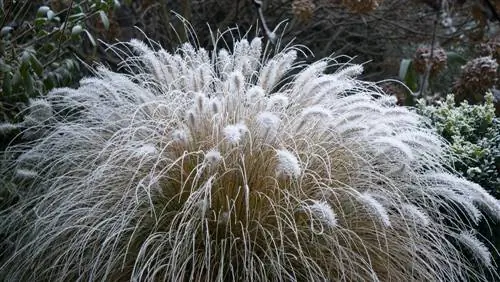 Pennisetum-երբ-այն-դուրս է գալիս