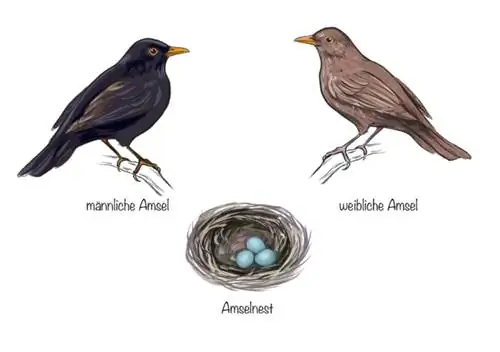 Blackbird breeding season: male blackbird, female blackbird and blackbird eggs