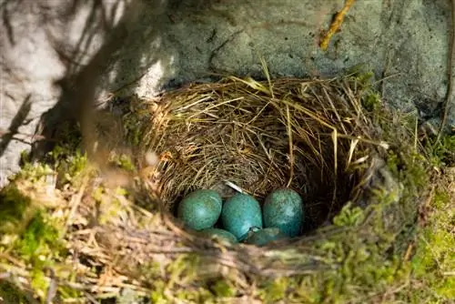 breeding blackbird