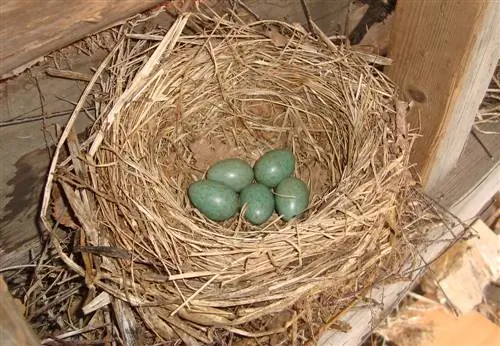 breeding blackbird