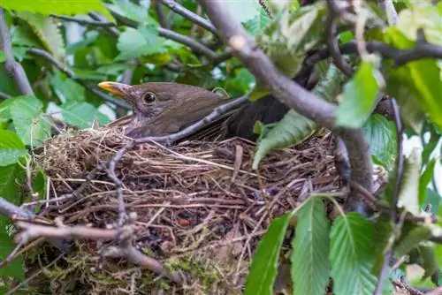 Blackbird yug me nyuam hauv lub vaj: Thaum twg lawv pib yug me nyuam?