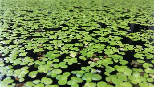 lentilles d'eau