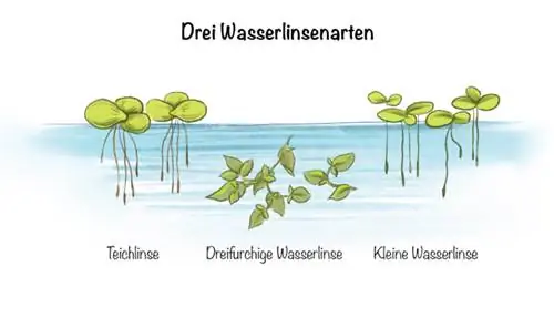 Lentilles d'eau: Trois types de lentilles d'eau