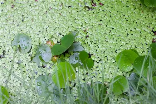 lentilles d'eau