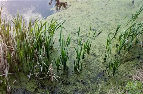 duckweed