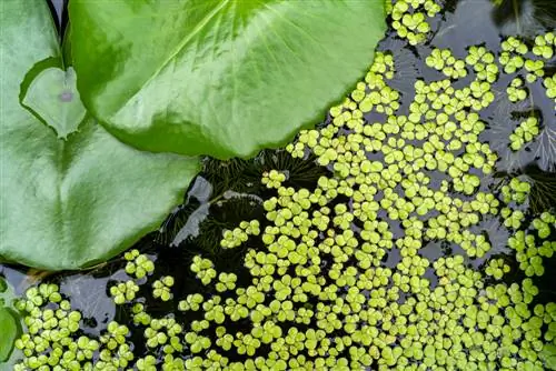 lentilles d'eau